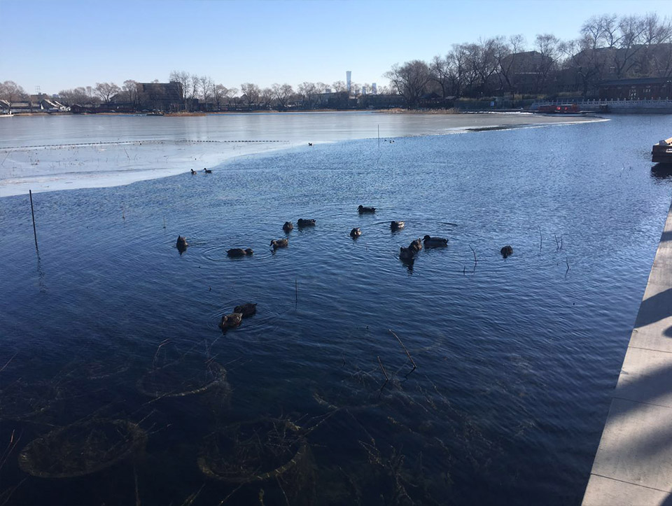 北京什刹海西海湿地项目